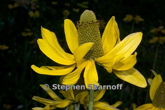 rudbeckia californica var californica 9 graphic